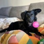 Podenco-Border Collie-Mischling Nico, 04/2025, Endgröße ca. 40 cm