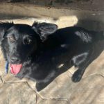 Podenco-Border Collie-Mischling Nico, 04/2025, Endgröße ca. 40 cm