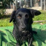 Podenco-Border Collie-Mischling Nico, 04/2025, Endgröße ca. 40 cm