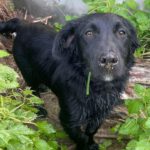Podenco-Border Collie-Mischling Nico, 04/2025, Endgröße ca. 40 cm