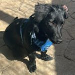 Podenco-Border Collie-Mischling Nico, 04/2025, Endgröße ca. 40 cm