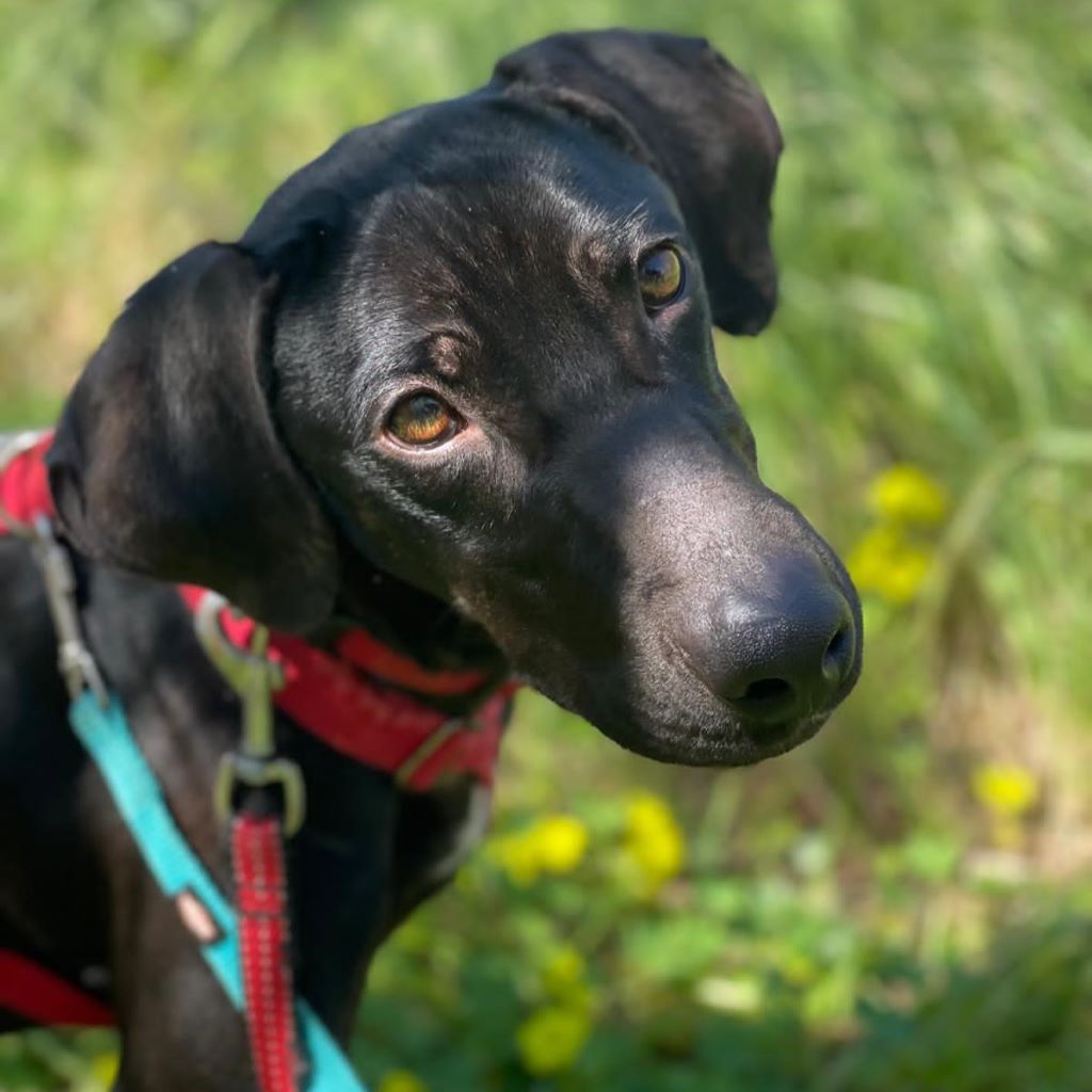 Mischling Nicolas, 02/2024, ca. 54 cm