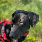 Mischling Nicolas, 02/2024, ca. 54 cm