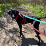 Mischling Nicolas, 02/2024, ca. 54 cm