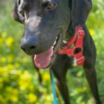 Mischling Nicolas, 02/2024, ca. 54 cm