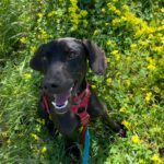 Mischling Nicolas, 02/2024, ca. 54 cm