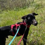 Mischling Nicolas, 02/2024, ca. 54 cm