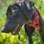 Mischling Nicolas, 02/2024, ca. 54 cm