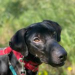 Mischling Nicolas, 02/2024, ca. 54 cm