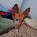 Podenco Maneto Niña , 02/2017, ca. 35 cm, 41540 Dormagen