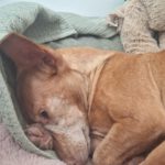 Podenco Maneto Niña , 02/2017, ca. 35 cm, 41540 Dormagen