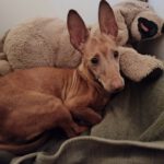 Podenco Maneto Niña , 02/2017, ca. 35 cm, 41540 Dormagen