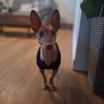 Podenco Maneto Niña , 02/2017, ca. 35 cm, 41540 Dormagen