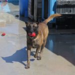 Malinois Mischling Nuez, 08/2021, ca. 65 cm