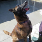 Malinois Mischling Nuez, 08/2021, ca. 65 cm