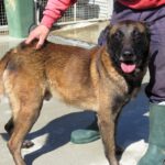 Malinois Mischling Nuez, 08/2021, ca. 65 cm