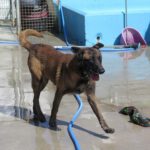 Malinois Mischling Nuez, 08/2021, ca. 65 cm