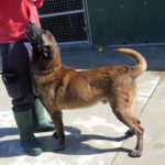 Malinois Mischling Nuez, 08/2021, ca. 65 cm
