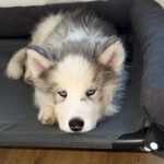 Husky Olaf, 12/2025, Endgröße ca. 60 cm, 21075 Hamburg