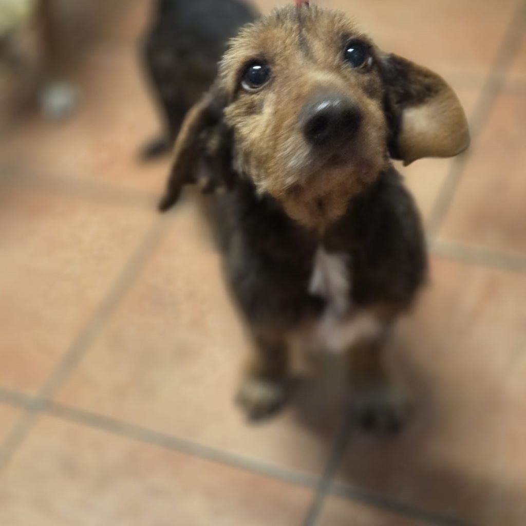 Dackel Mischling Orejon, 10/2017, ca. 30 cm