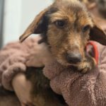 Dackel Mischling Orejon, 10/2017, ca. 30  cm