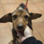 Dackel Mischling Orejon, 10/2017, ca. 30  cm