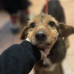 Dackel Mischling Orejon, 10/2017, ca. 30  cm