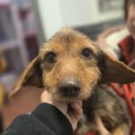 Dackel Mischling Orejon, 10/2017, ca. 30  cm