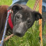Shar Pei Mischling Ozzy, 01/2020, ca. 45 cm