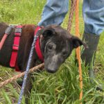 Shar Pei Mischling Ozzy, 01/2020, ca. 45 cm