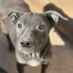 Shar Pei Mischling Ozzy, 01/2020, ca. 45 cm