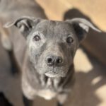 Shar Pei Mischling Ozzy, 01/2020, ca. 45 cm