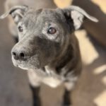 Shar Pei Mischling Ozzy, 01/2020, ca. 45 cm