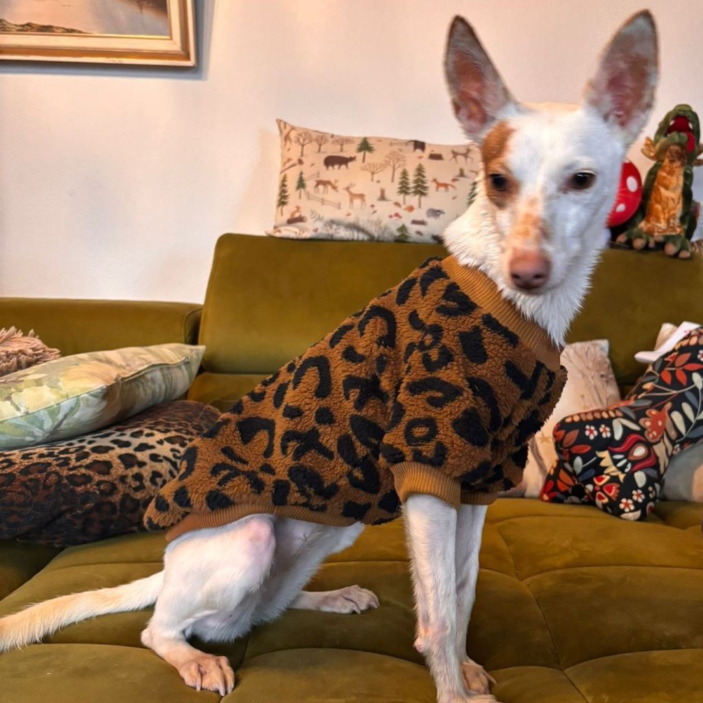 Podenco Paloma, 01/2024, ca. 45 cm, 88677 Markdorf