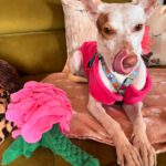 Podenco Paloma, 01/2024, ca. 45 cm, 88677 Markdorf