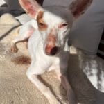 Podenco Paloma, 01/2024, ca. 45 cm, 88677 Markdorf