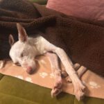 Podenco Paloma, 01/2024, ca. 45 cm, 88677 Markdorf