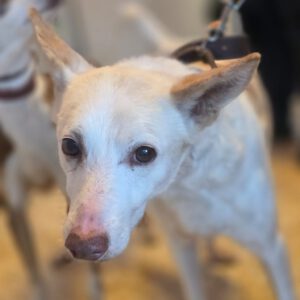 Podenco Pancho, 04/2013, ca. 40 cm