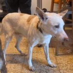 Podenco Pancho, 04/2013, ca. 40 cm