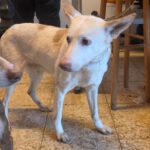 Podenco Pancho, 04/2013, ca. 40 cm