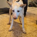 Podenco Pancho, 04/2013, ca. 40 cm