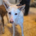 Podenco Pancho, 04/2013, ca. 40 cm