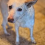 Podenco Pancho, 04/2013, ca. 40 cm