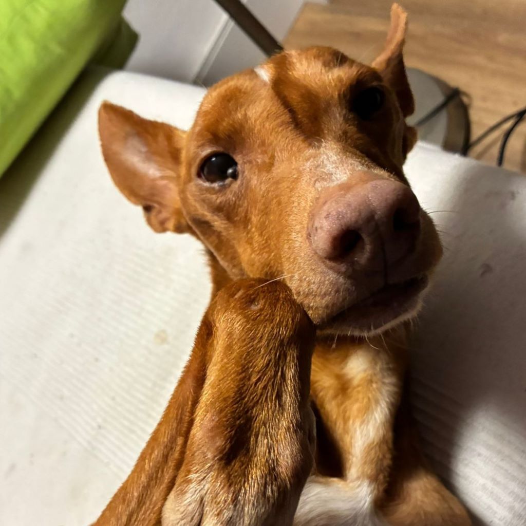 Podenco Panete, 11/2018, ca. 45 cm