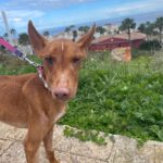 Podenco Panete, 11/2018, ca. 45 cm