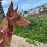 Podenco Panete, 11/2018, ca. 45 cm