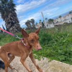 Podenco Panete, 11/2018, ca. 45 cm