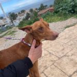 Podenco Panete, 11/2018, ca. 45 cm