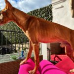 Podenco Panete, 11/2018, ca. 45 cm
