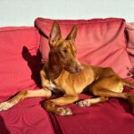 Podenco Panete, 11/2018, ca. 45 cm